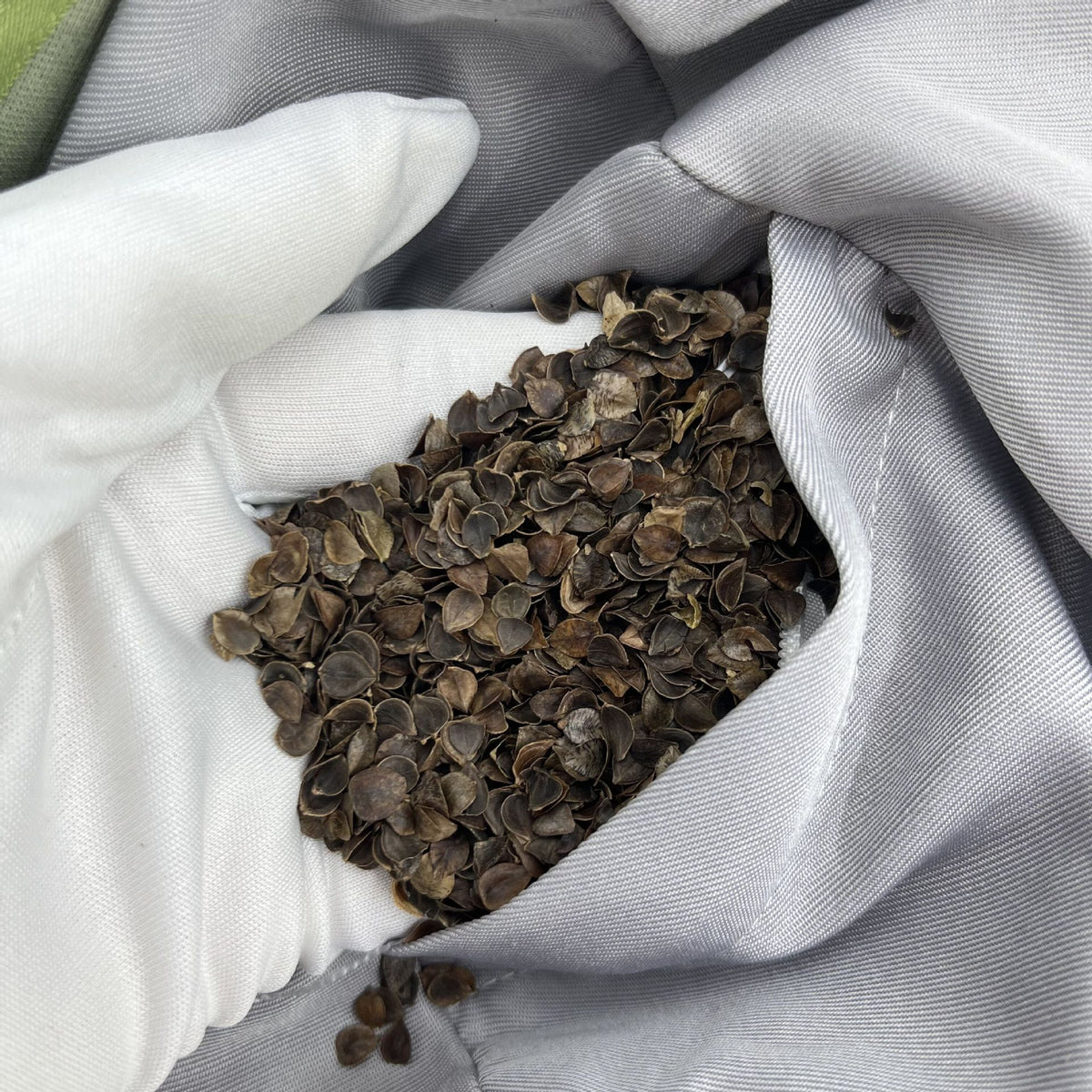 Hand holding a small pile of dark seeds inside a gray glove