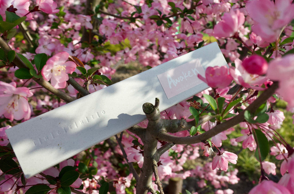 Awaken incense box on a tree limb of cherry blossoms.