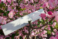 Awaken incense box on a tree limb of cherry blossoms.