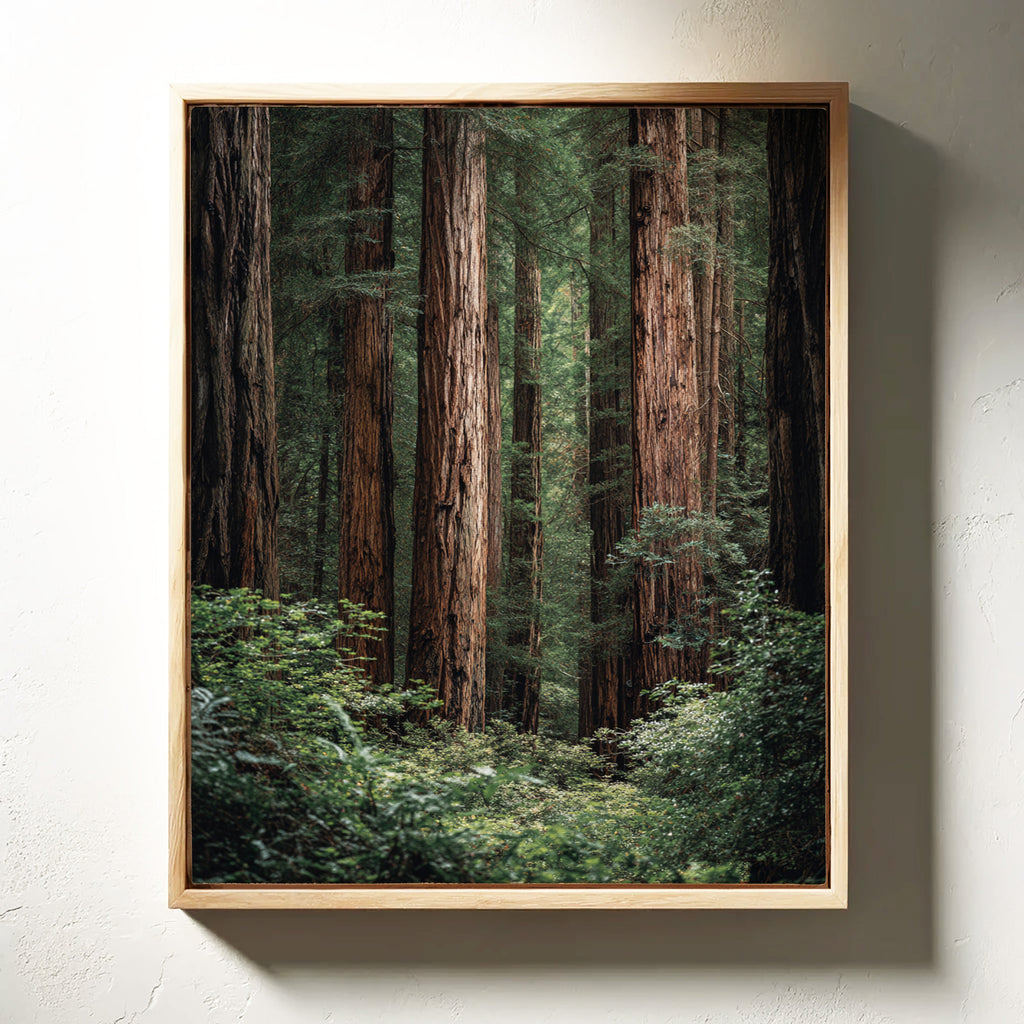 Framed photograph of a forest with tall trees on a light gray wall.