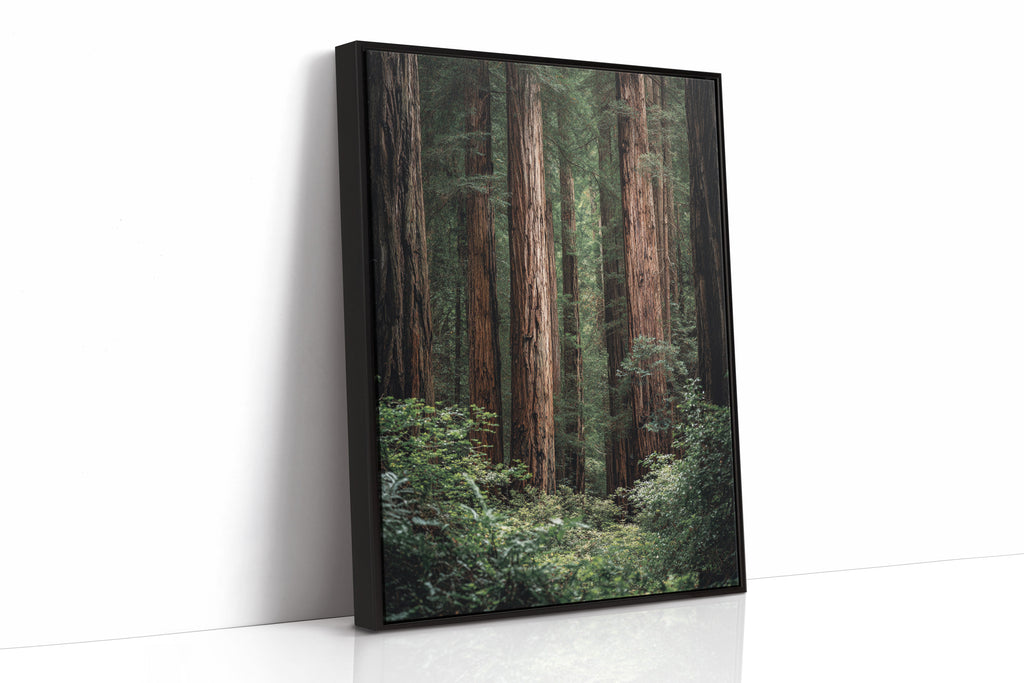 Framed photograph of a forest with tall trees on a white background