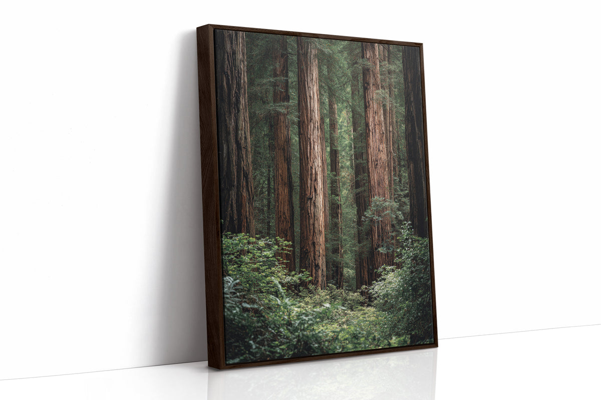 Framed photograph of a forest with tall trees on a white background