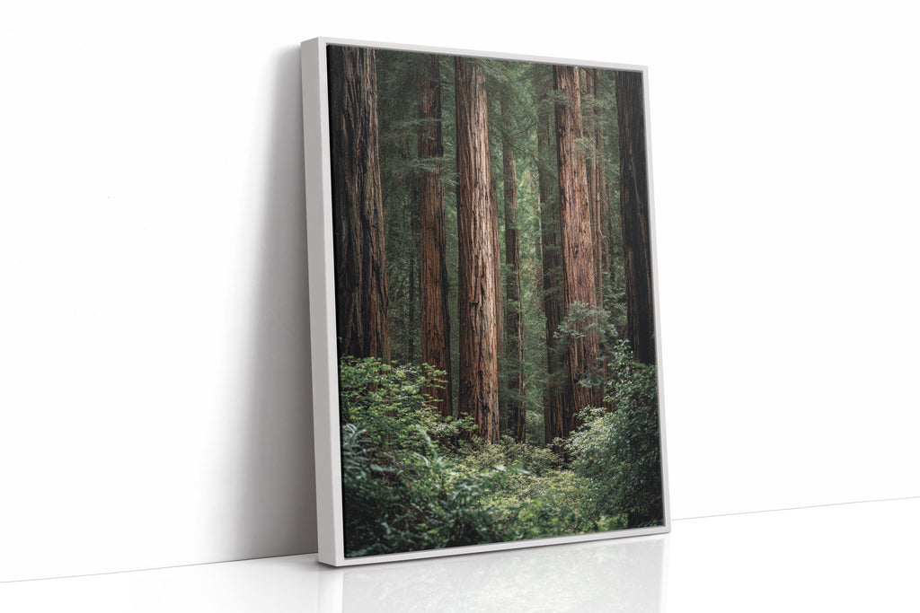 Framed photograph of a forest with tall trees on a white background