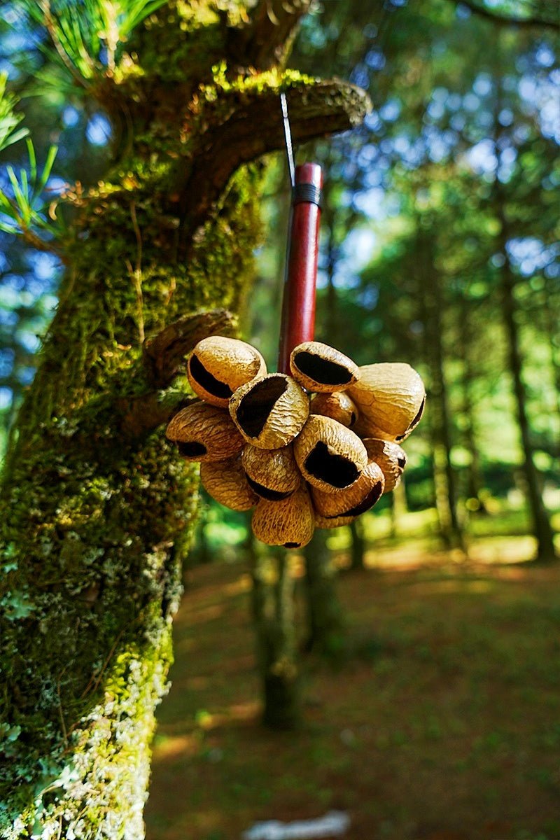 Wooden tool with acorn-like attachments attached to a tree in a forest setting