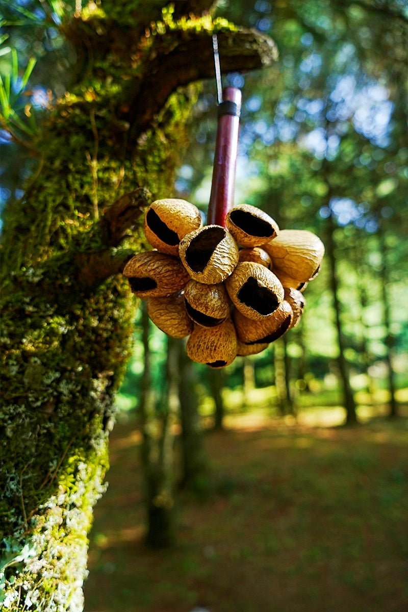 Golf club with golf balls attached to a tree in a forest setting