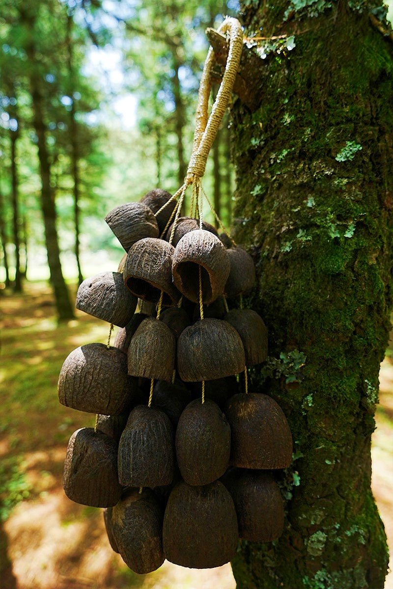 Cluster of dark brown acorns hanging from a rope against a tree trunk in a forest setting.